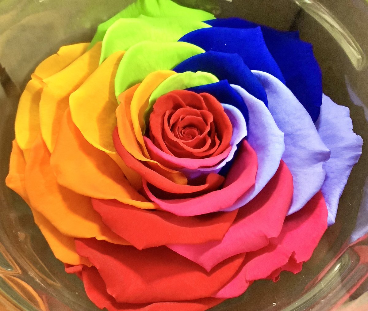虹色の薔薇 虹色の薔薇