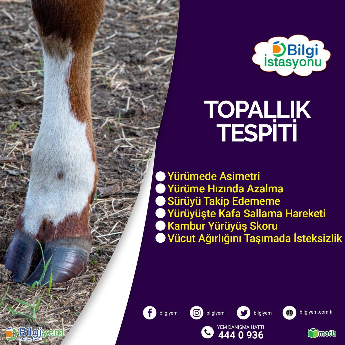 ⁣🔎Sığırlarda Topallık Tespiti🔍⠀
⠀
Ayrıntılı bilgi için;⠀
☎ Müşteri Danışma Hattı: 444 0 936⠀
📱 WhatsApp Bilgi Hattı: 0530 030 16 16⠀
🌐bilgiyem.com.tr⠀

#sığır #topallık #tespit #hayvancılık #yem #bilgiyem #matlı