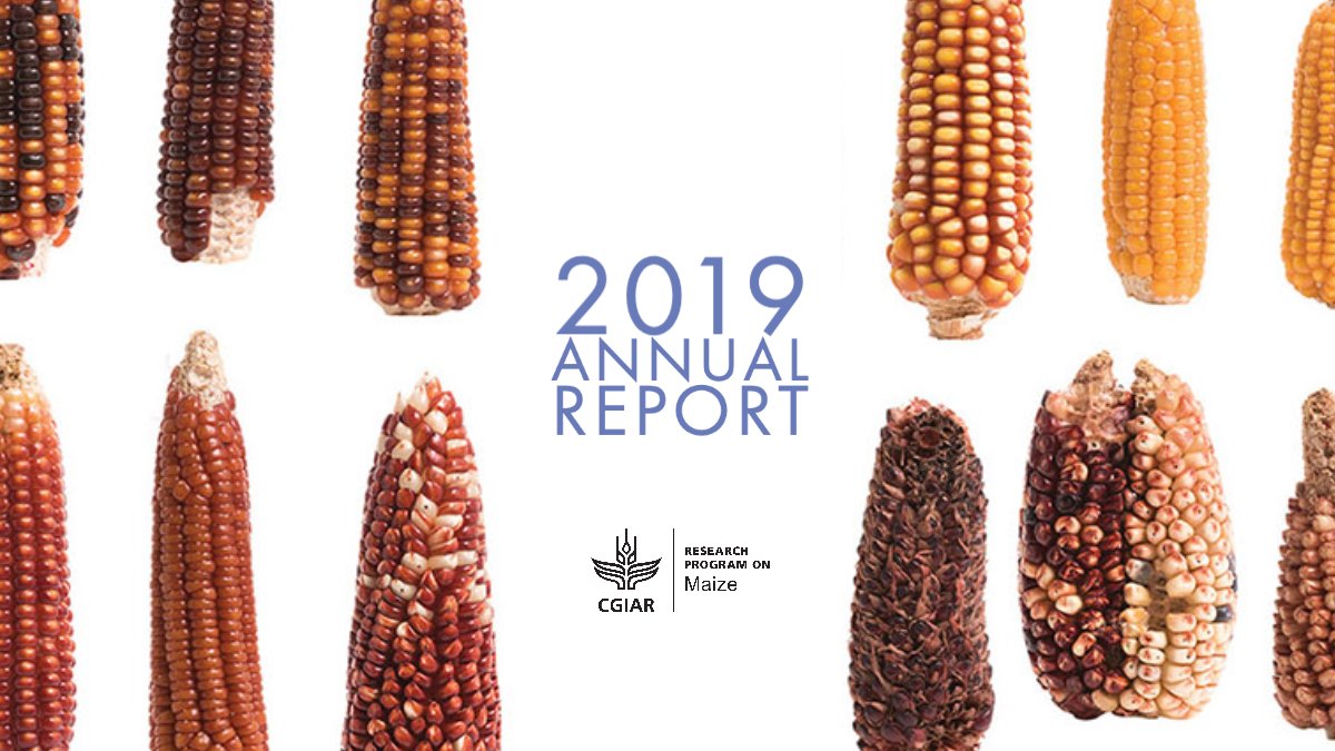 Climate change is a threat to global #foodsecurity. In 2019 #CGIARMaize partners released 82 <a href="/CGIAR/">CGIAR</a> -derived high-yield maize varieties with drought, heat and disease resistant traits. Learn more: adobe.ly/3hzaeTT <a href="/CIMMYT/">CIMMYT</a> <a href="/IITA_CGIAR/">IITA</a> #2019MaizeAnnualReport #OneCGIAR