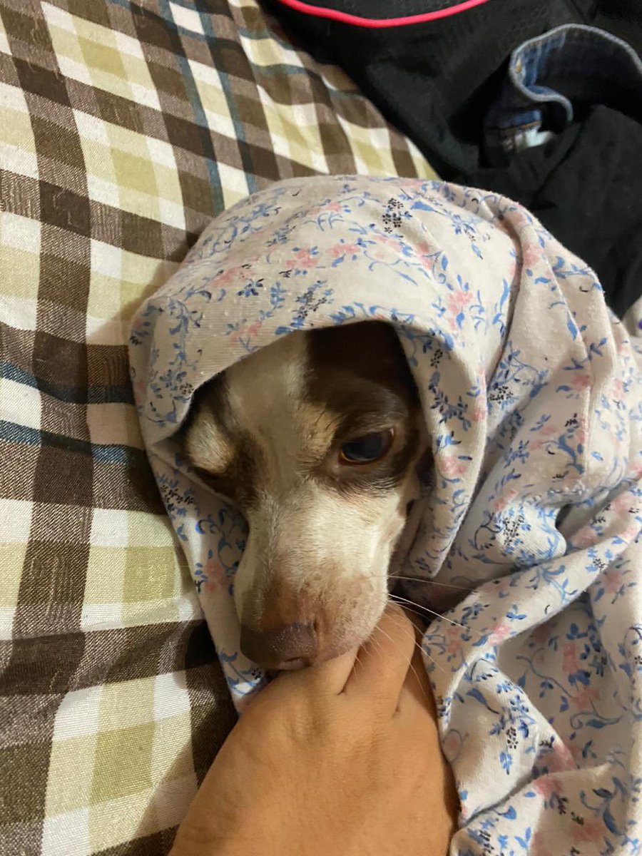 CeronEdd's tweet photo. Mi perro es el mas chiflado del mundo😂😂 https://t.co/48PtQLabvf