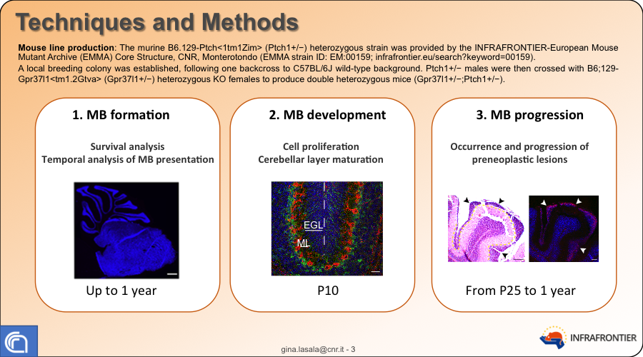 InfrafrontierEU's tweet photo. A fascinating poster from La Sala et al. on novel #invivo models of #medulloblastoma @InfrafrontierEU #InfrafrontierConf #InfraConfCancer https://t.co/zb3mVQqvTc