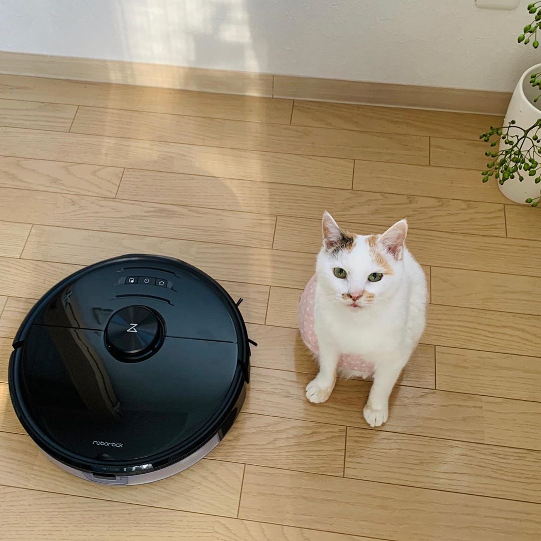 RoborockTH's tweet image. มองอะไรเจ้าทาส ไม่เคยเห็นแมวกับโรบอทหรือไง
Credit: @maruruna (IG)

#Roborock
#RoborockS6
#RoborockS5Max
#RoborockS6Pure
#RoborockS6MaxV
#RoborockThailand
#โรโบร็อค
#หุ่นยนต์ดูดฝุ่นอัจฉริยะ
#หุ่นยนต์ดูดฝุ่นถูพื้นอัจฉริยะ