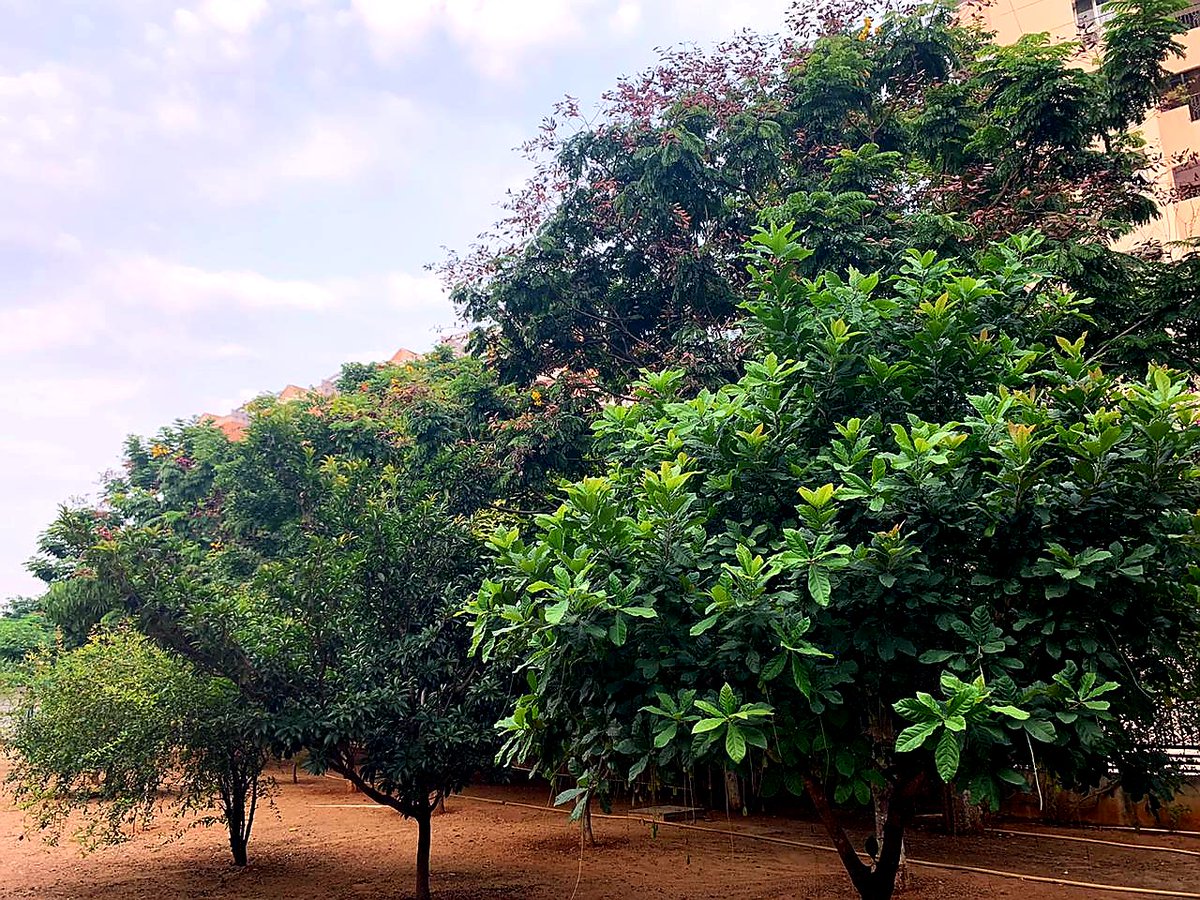 vata_foundation's tweet image. 2nd batch of saplings given by us and planted by a gated community (L&amp;amp;T Serene) getting uprooted. 1st was hundreds of 4 to 5 yr old trees outside Botanical Gardens.. 
no place in this city is safe for fully grown trees.. @HarithaHaram will go on forever..
@KTRTRS @TelanganaCMO