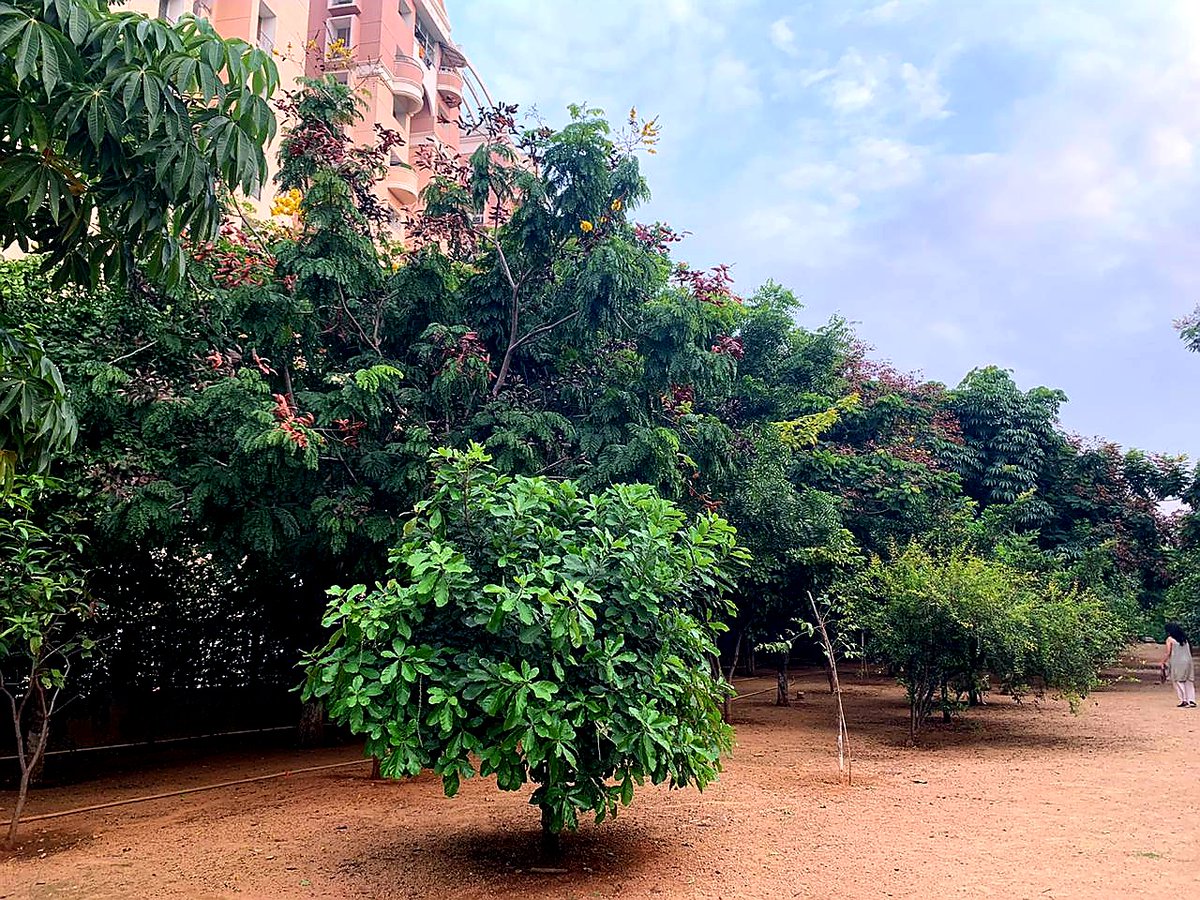 vata_foundation's tweet image. 2nd batch of saplings given by us and planted by a gated community (L&amp;amp;T Serene) getting uprooted. 1st was hundreds of 4 to 5 yr old trees outside Botanical Gardens.. 
no place in this city is safe for fully grown trees.. @HarithaHaram will go on forever..
@KTRTRS @TelanganaCMO