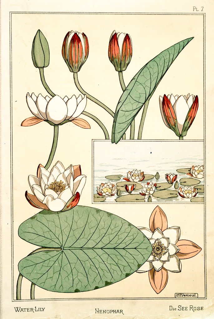 3/ Art Nouveau flower and plant designs from 1896."Water-Lily". Image 1 and 2 by M.P. Verneuil. Image 3 by C. G. Schlumberger.