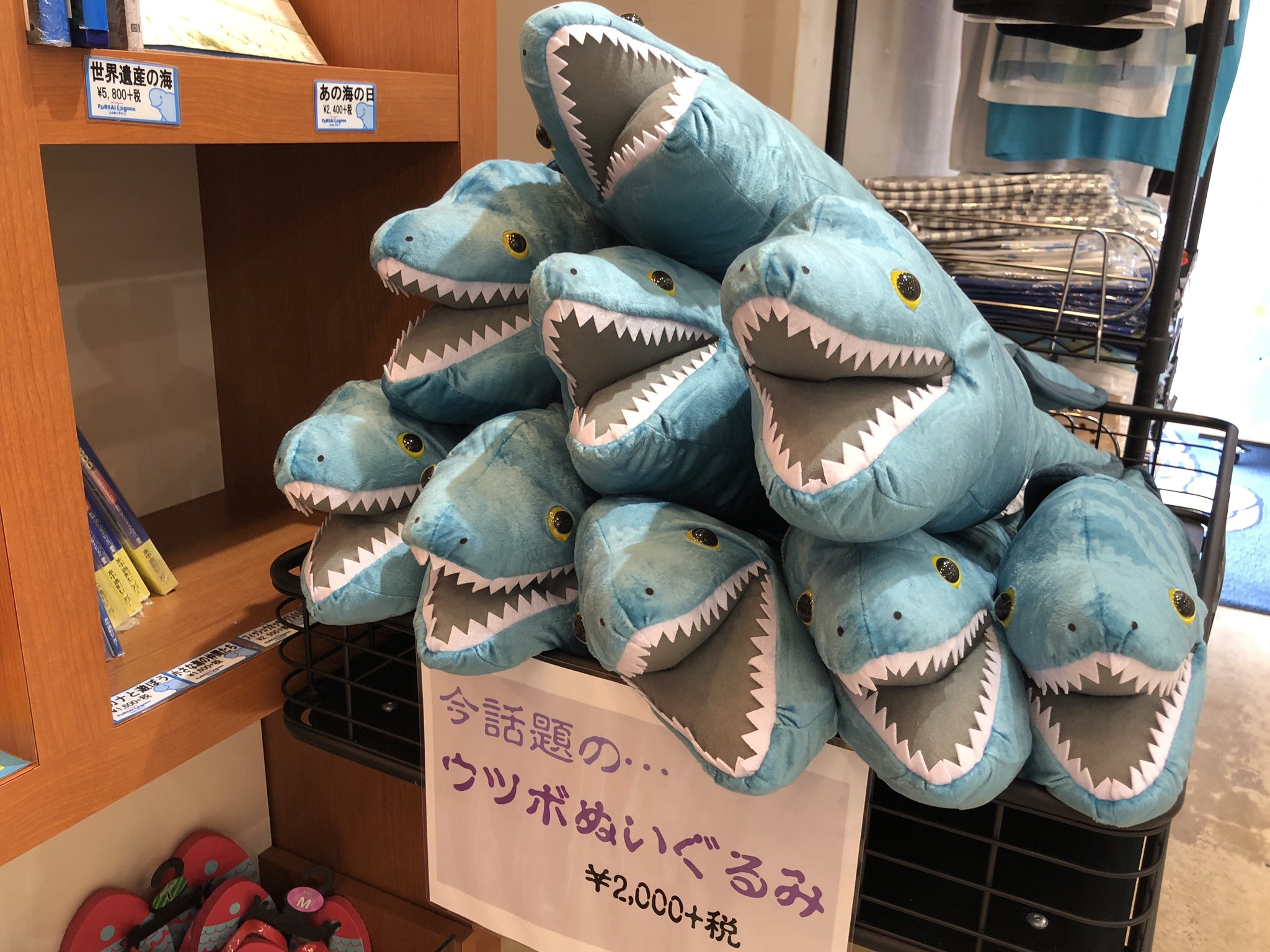 公式 横浜 八景島シーパラダイス アニメ ゲーム部 در توییتر 今日のうつぼさん 大人気 だそうです なぜフォント Is 怖い シーパラ 八景島 ウツボ T Co Qzhgh1cuux