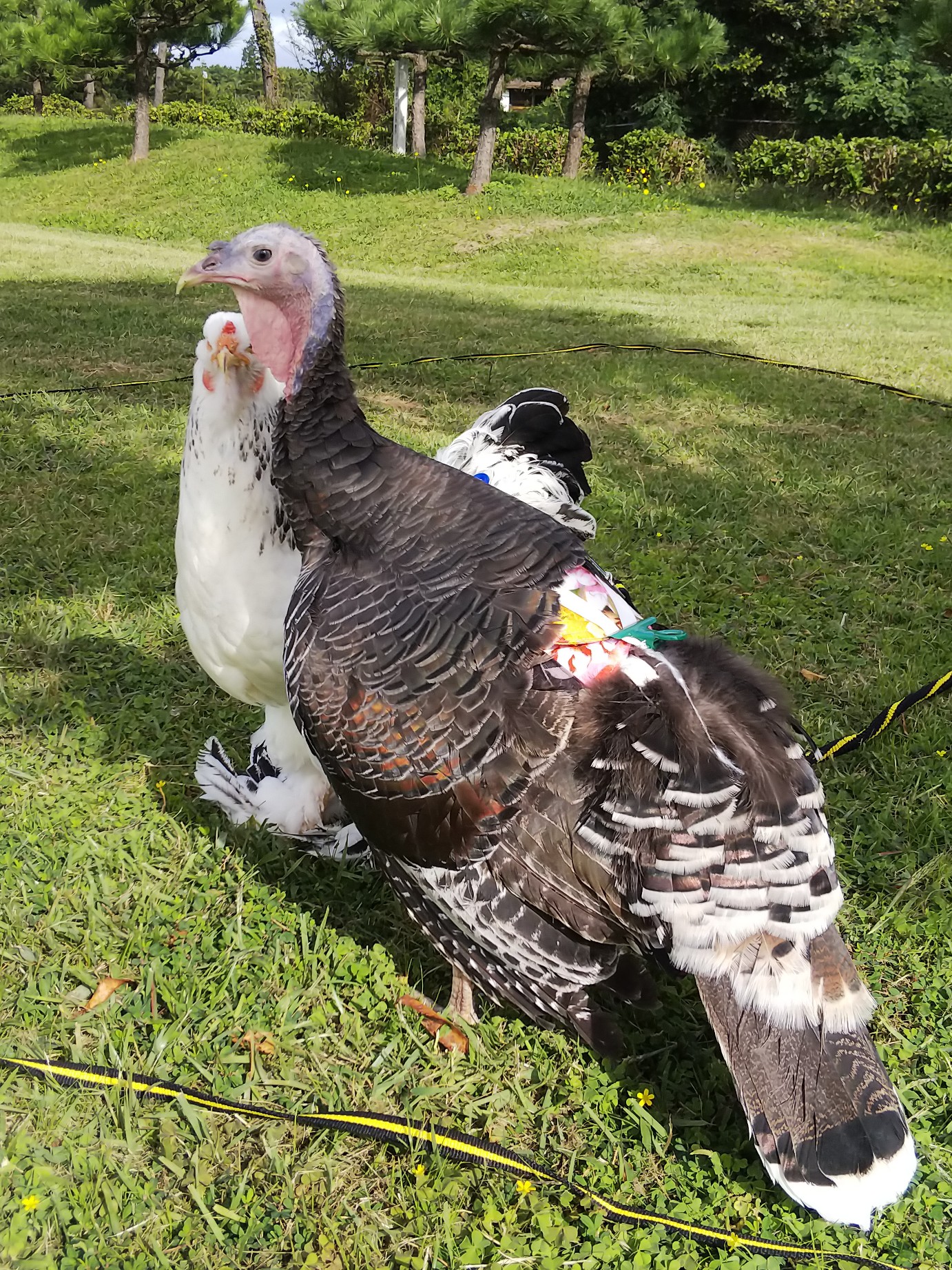 ペット七面鳥 Twitter Search Twitter