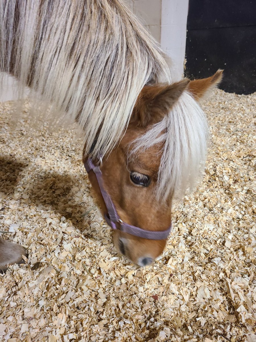 Shes at the emergency vets. They don't know if she'll need surgery bc she started showing some good signs when we got there- finally passed manure, and while her gut sounds are unhappy, they're the same in all 4 quadrants. Shes bright eyed and alert, no rolling, so.. let's pray.l