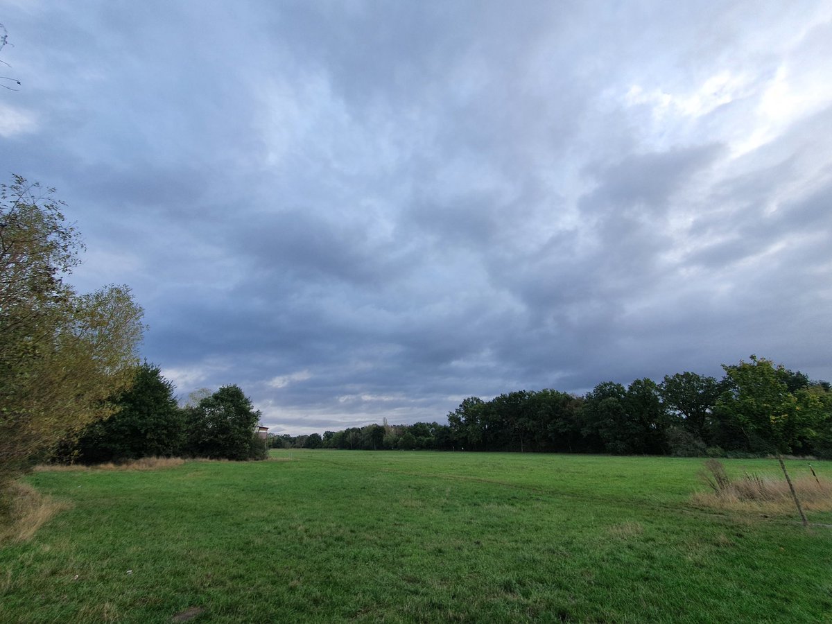 Morning Walk: We met a squirrel, two ravens, a robin and the buzzard.  #WildChange #nature