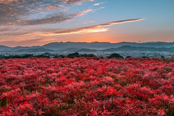 奈良で撮影された彼岸花の絨毯 その光景が美しすぎると話題に Citrus シトラス