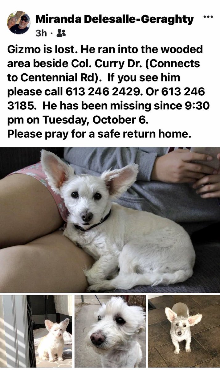 88Hayward's tweet photo. Praying this little guy makes it home safe. Please call if you see him. https://t.co/ds5XbEIc9b