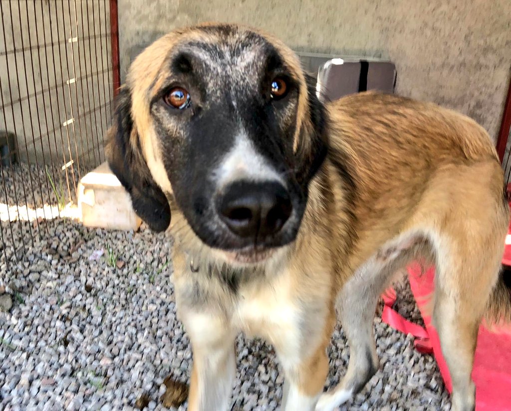 tarogermany1's tweet image. 📸 #Sammo ♥️
@comic_girl_