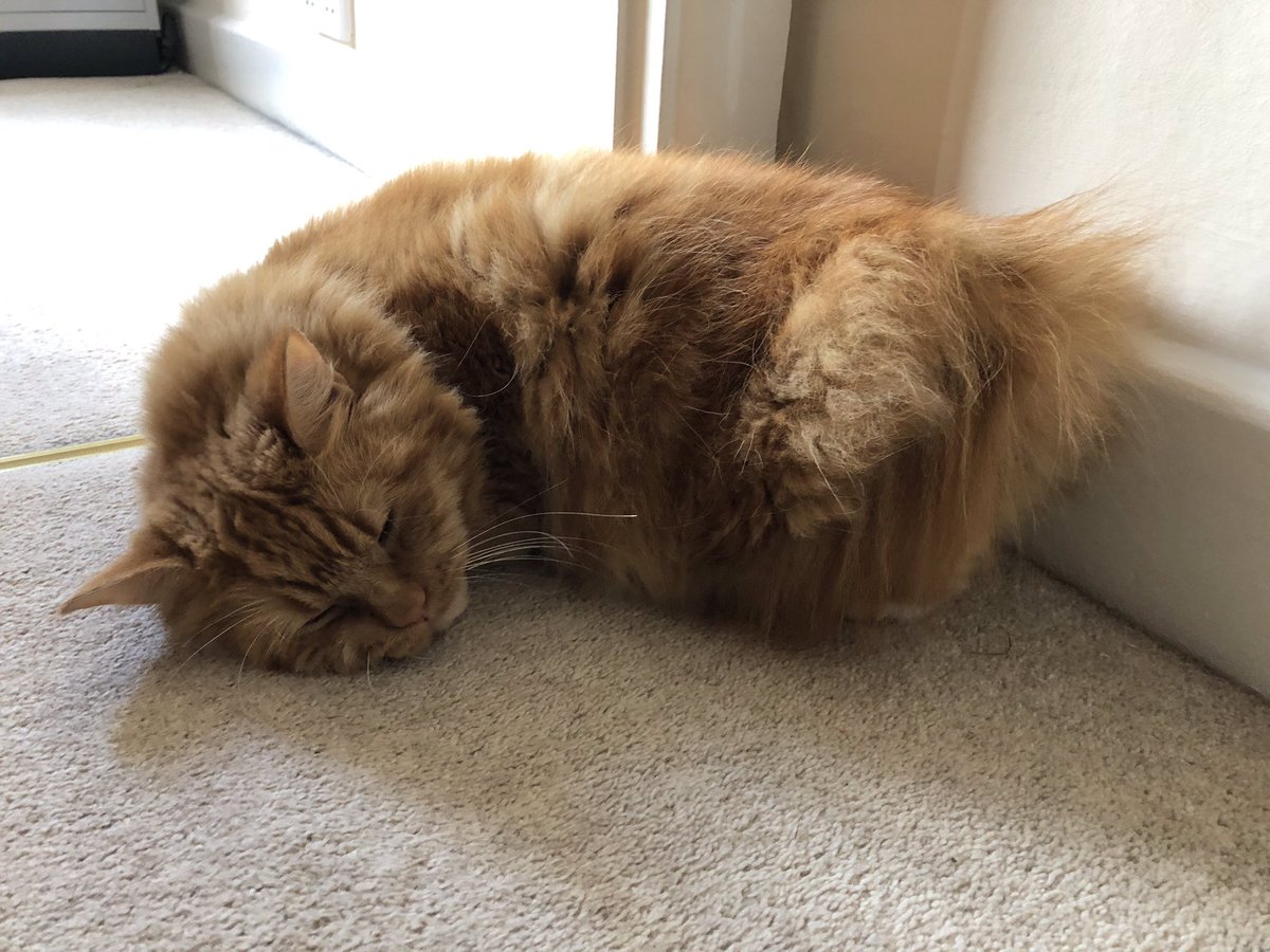 EricTheCat_Bham's tweet photo. Happy #WhiskersWednesday furpals. ๐บ๐บ
This is my favourite resting pose
- front half asleep ๐ค
- back half ready for a sprint ๐
My hooman thinks it is funny. ๐พ
Go away hooman, I'm trying to sleep. ๐ผ
#EricTheCat #AdoptDontShop #CatPoses #ReadyForTheOff https://t.co/XnT53n1cF7