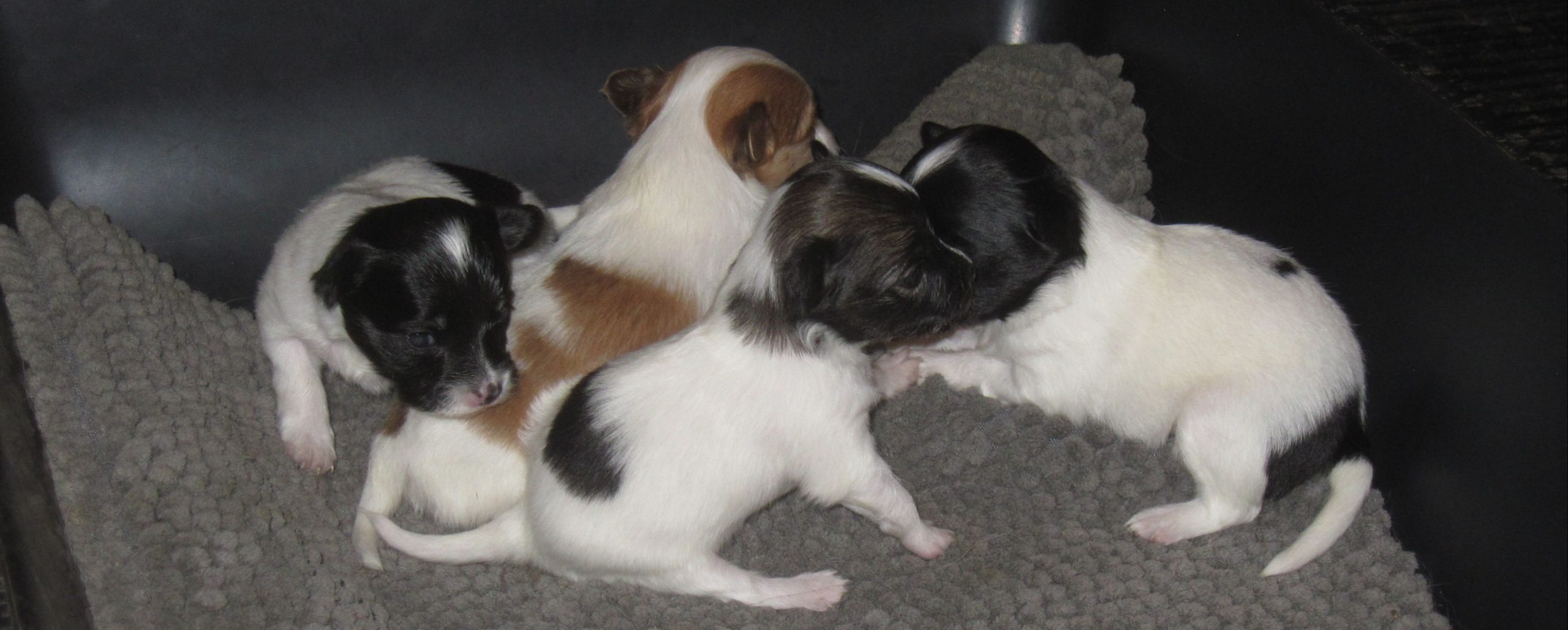 Saint bernard puppies hotsell for sale craigslist