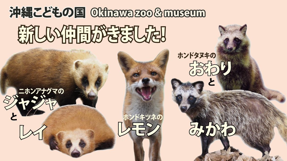 沖縄こどもの国 Okinawa Zoo Museum 公式 公式youtube更新 新しい仲間 ホンドギツネ ホンドタヌキ ニホンアナグマ 年7月に 沖縄こどもの国に仲間入りした5頭の動物たちについて紹介しています 沖縄こどもの国公式youtube あと10名で 沖縄こどもの国 Okinawa Zoo Museum 公式 公式youtube更新 新しい仲間 ホンドギツネ ホンドタヌキ ニホンアナグマ 年7月に 沖縄こどもの国に仲間入りした5頭の動物たちについて紹介しています 沖縄こどもの国公式youtube あと10名で
