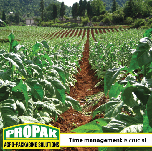 PropakHessian's tweet photo. Propak tips:
As we always say, agriculture requires good time management. October is the month for planting main dry land crop.
#PropakHessian #AgroPackagingPartner #tobaccofarming #farmer #Zimbabwe #Propaktips #tobaccoseason #TobaccoFarmers #Tobacco https://t.co/CNAGbTzdoq
