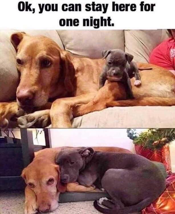 Here is something to brighten up your day, heck the rest of your week!

#puppyup #companionsagainstcancer #caninecancerawareness #cancerfightingsuperhero #WednesdayMood