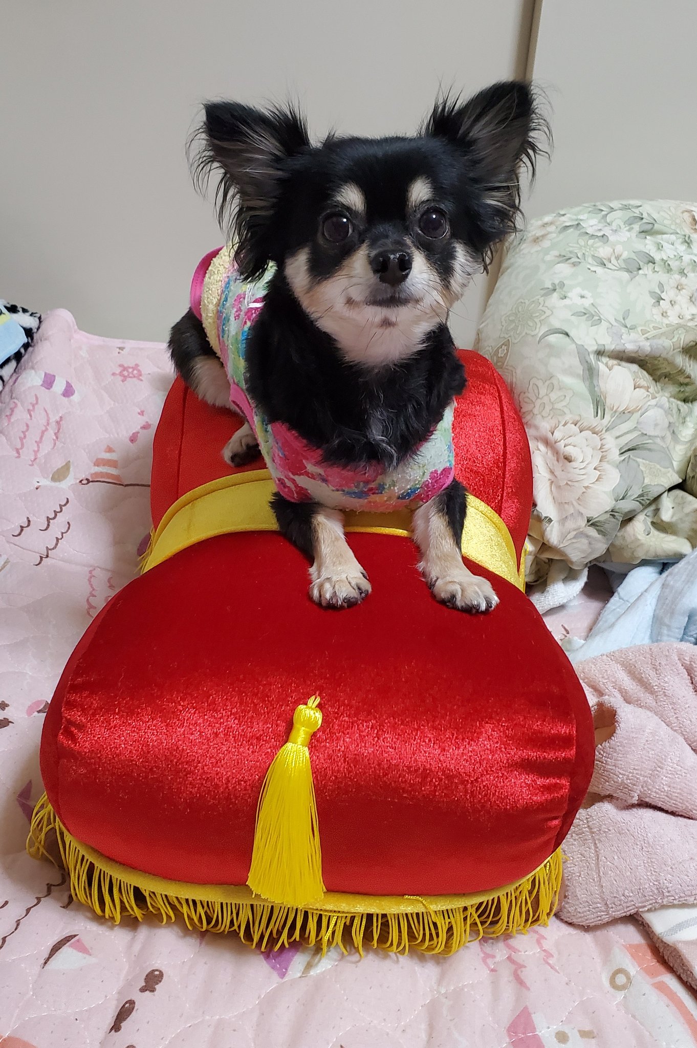 えせぴかとチワワ 美女と野獣に出てくる犬のサルタンのぬいぐるみを買ったよ モモ 大興奮で上に乗ってくれた 笑 犬 On 犬 です いぬすたぐらむ チワワ Dogs Dogstagram 美女と野獣 サルタン T Co Vqql1h2brq Twitter