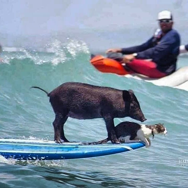 RiffRaffBriz's tweet photo. Pig and Puss go #surfing 🐖🐗🐷🐈🐱😻🤙🏄🏖️🌅🌈⚡⭐🐱🐬🐋🐠🦀🌊🌋🍓🍒🌶️🍻🥂🍾🍷🥃
#surf #CatsOfTwitter #piggy #animals #cats #photography #blackexcellence #Photos #adilrajput #19กันยาทวงอํานาจคืนราษฎร #Dance #EmilyInParis #BLACKPINKLightUpTheSky #Alone #picemiyeti #PicOfTheDay https://t.co/IQOIP89MHC