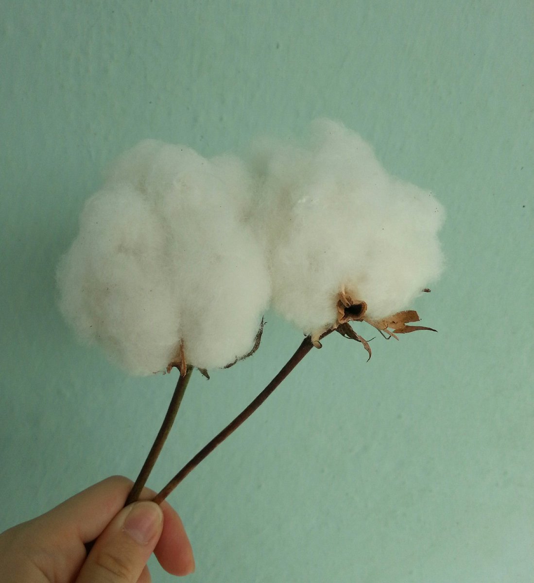 #cotton #pamuk