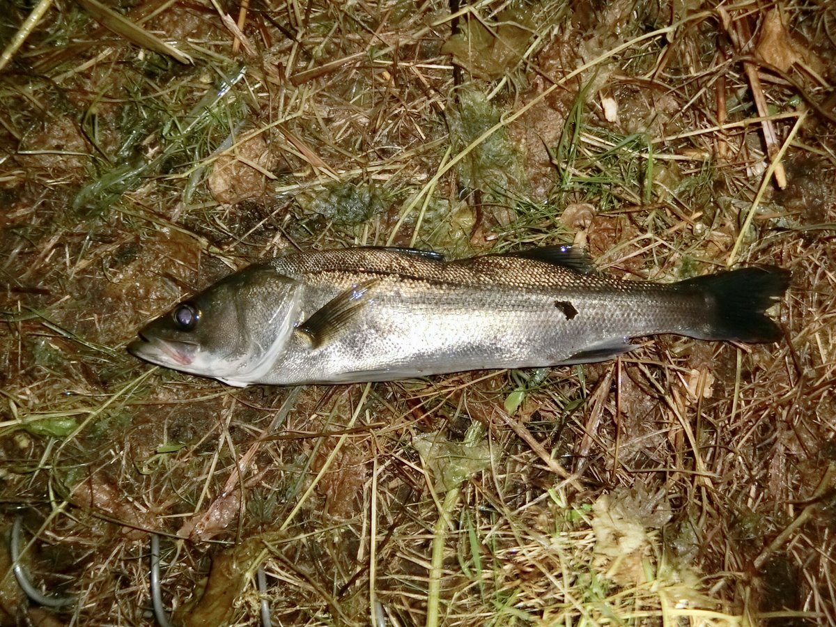 フィッシングラボ 釣り侍 Fishinglabo Twitter フィッシングラボ 釣り侍 Fishinglabo Twitter