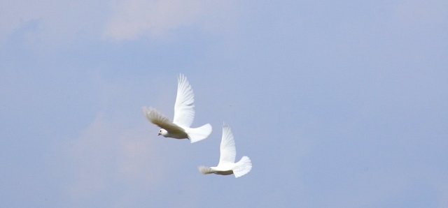 ravchanan's tweet photo. “Who are these? They fly like clouds, like doves returning to their nests!” 
Rav Kook asked: What is the difference between the flight of a cloud and a dove? 
Isaiah foresaw that the Jews returning to the Land of Israel would not be a homogenous group...
https://t.co/zJKgyzIyF7 https://t.co/nptbSeImst