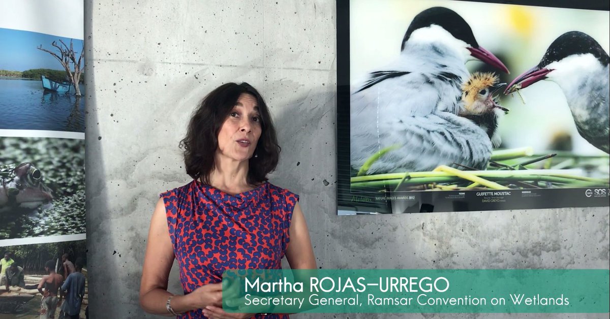 New #WorldMigratoryBirdDay message from @Martharojasu1 - Secretary General of the @RamsarConv!
Watch it here 👉 youtu.be/TPeNA6Nt5rI

All #WMBD2020 statements
👉 cutt.ly/rfZF4hN

#BirdsConnectOurWorld
#Wetlands
#ForNature