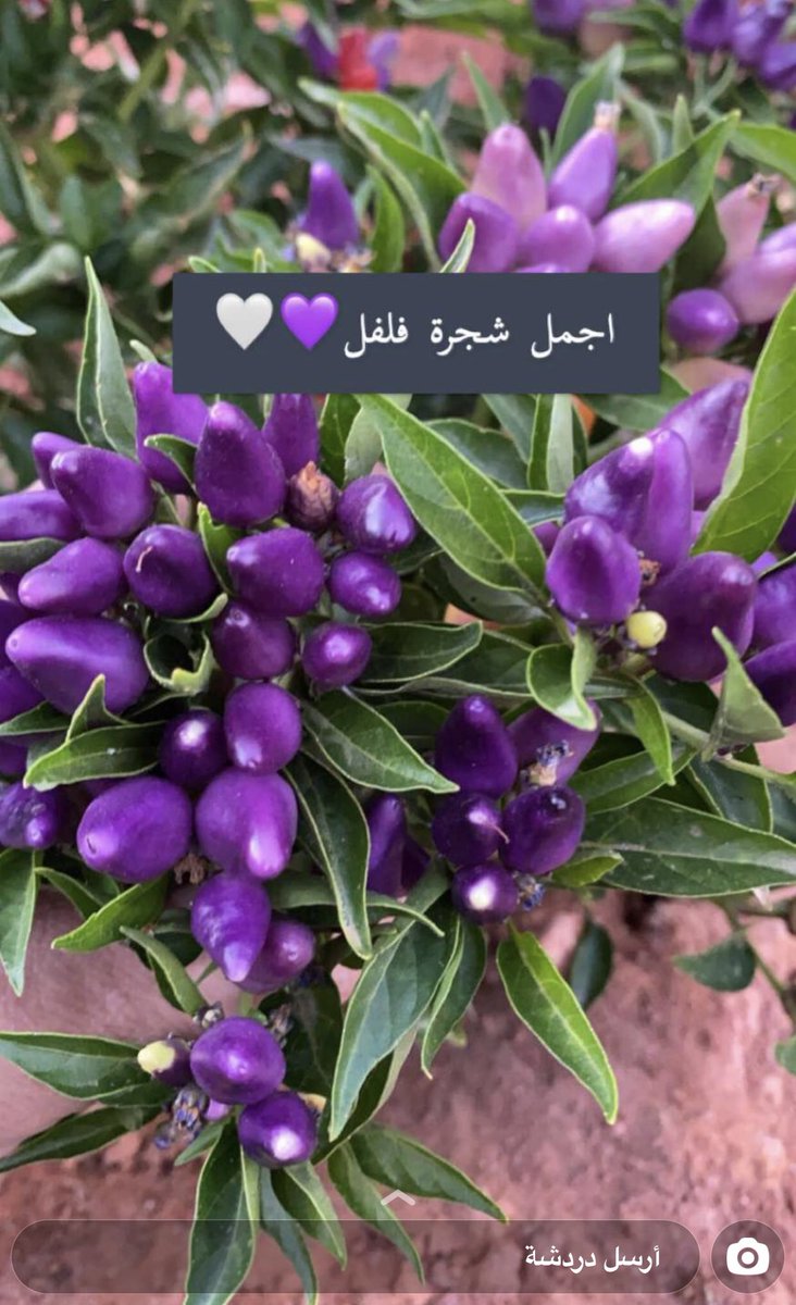 khukha12's tweet photo. @Foz_hamad56  @khozama219  @lovegardening1 @Asmma22 @esraaalshabi باقات من الفلفل زرعتها أختي زكيه في مزرعتها فبارك الله لها ..متعه بصريه ..اتوقع نوعيه نادره 🌿 https://t.co/luE6QKMLy5