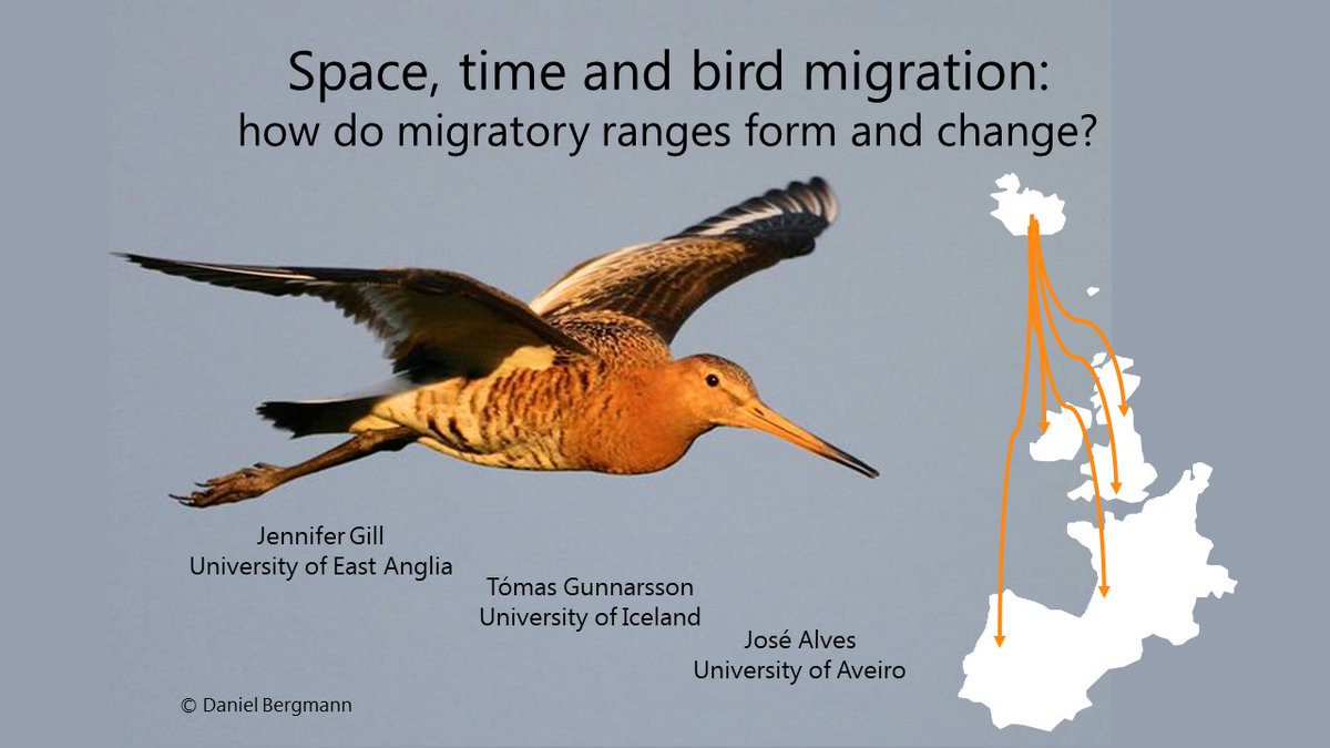 1 #ISTC20 #Sesh2 Hi everyone! Migratory ranges emerge from individual journeys between breeding and winter sites each year. Tracking these individual journeys in space and time can help us understand how migratory ranges form and change wadertales.wordpress.com/2019/07/29/gen… #ornithology