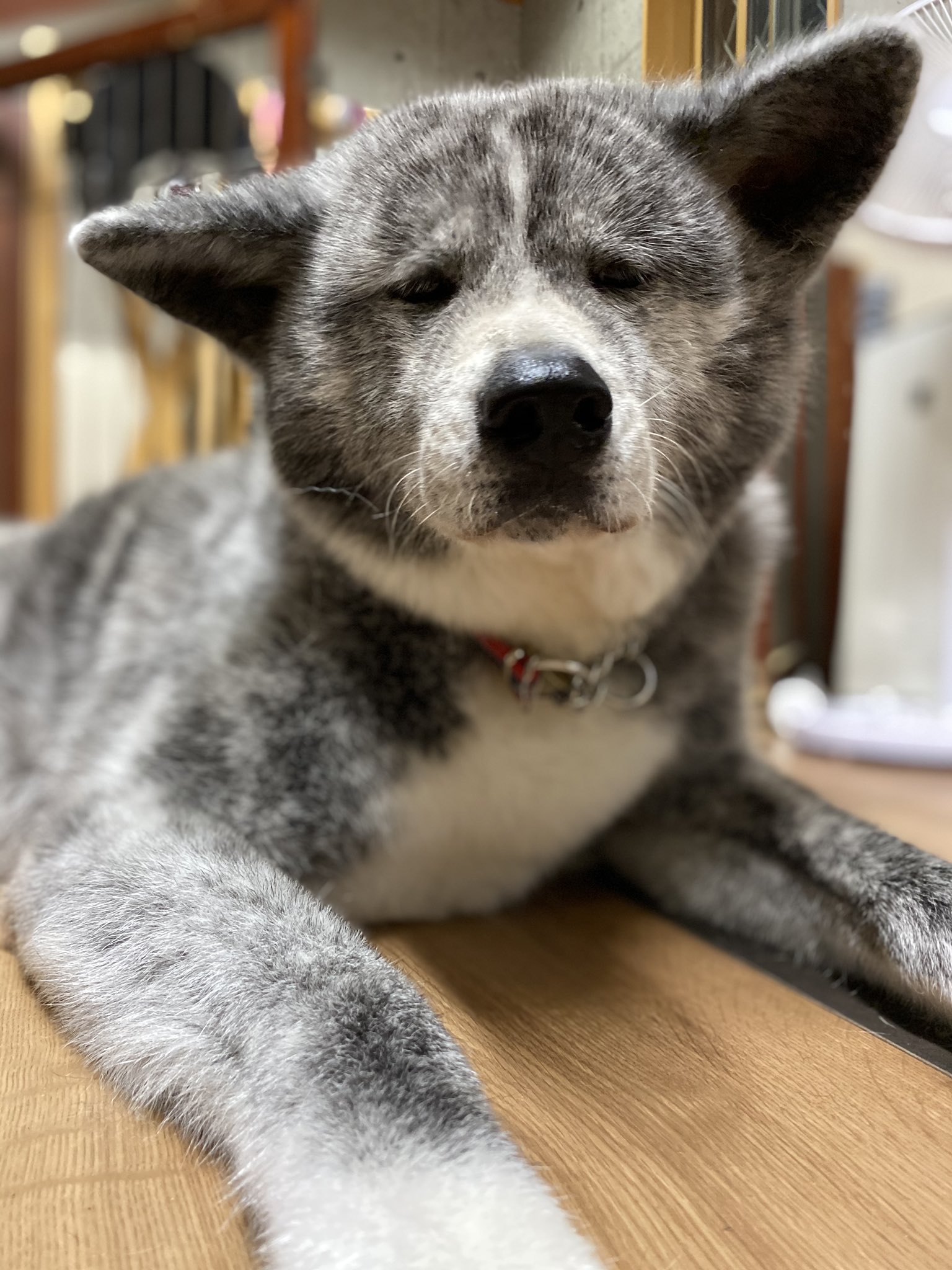 Miwa姐 花が保護犬だと どこかで聞いたらしく 今日あったおばさんに 保護犬なんでしょ 可哀想ね しょんぼりした顔してるものね っていわれた おいおい 今は家庭犬 しょんぼりはデフォ 幸せなはず 今は可哀想なわけない と思う T Co