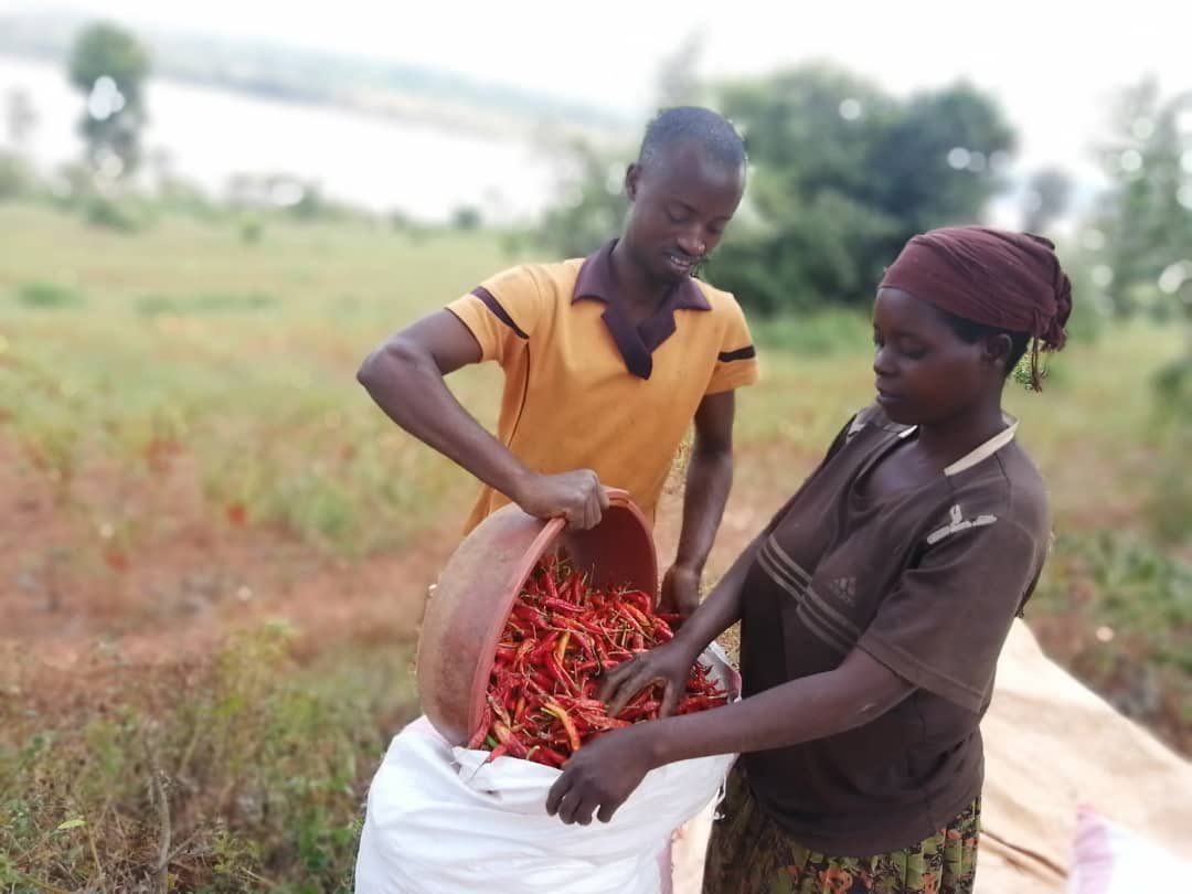 ITC_SITA's tweet photo. 🇷🇼Did you know, SITA is supporting #Rwanda to develop its spices sector through #SouthSouth cooperation with India!

🌶As we speak, chili harvest is in full swing, creating #decentwork for 17,263 farmers. 65% are women

🚢The 3rd shipment heads to #India next week to be processed https://t.co/AuHsiWyEte