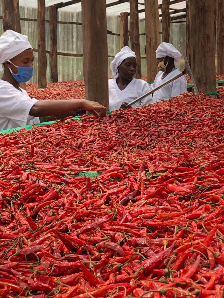 ITC_SITA's tweet photo. 🇷🇼Did you know, SITA is supporting #Rwanda to develop its spices sector through #SouthSouth cooperation with India!

🌶As we speak, chili harvest is in full swing, creating #decentwork for 17,263 farmers. 65% are women

🚢The 3rd shipment heads to #India next week to be processed https://t.co/AuHsiWyEte