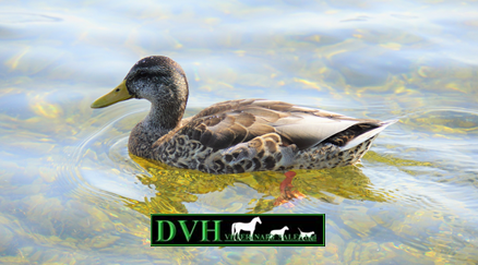 DvhSales's tweet image. Superb weather lately 💦💦☔️☔️...
If your a duck that is 🦆🦆
If you would like to place an order with us please call our friendly team on 01823 338355 or drop us an email on sales@veterinarysales.co.uk