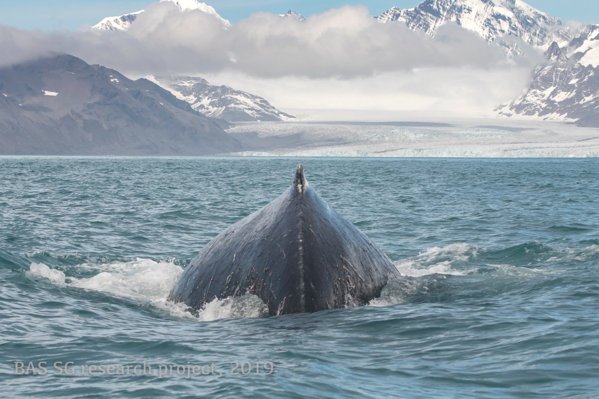 polarbiome's tweet image. @BAS_News PhD opportunity! Genetic study of #humpback whales at South Georgia with @Cambridge_Uni, working with me, Tamsin O’Connell @UCamArchaeology, @EmzlCarroll, Simon Jarman &amp;amp; many great collabs. Please RT! nercdtp.esc.cam.ac.uk/projects/BC229