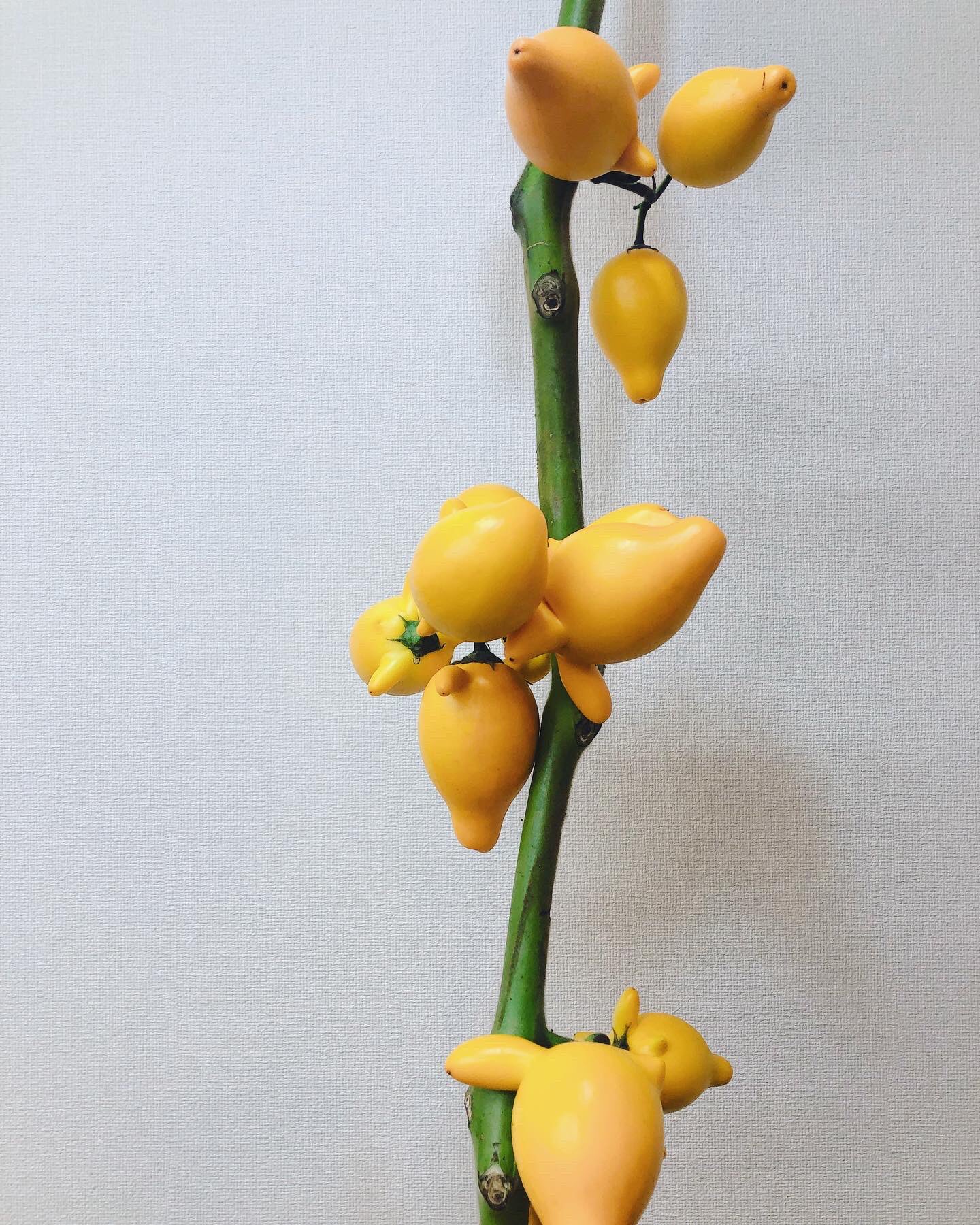 黒沢生花店 切り花にフォックスフェイス ケイトウ カールグラスウィローが入荷しました フォックスフェイスは キツネの顔なんですが 豚や牛に見えてしまう私 皆さんは何に見えますか 尼崎市 立花駅 花屋 立花商店街 黒沢生花店 生花 切り花