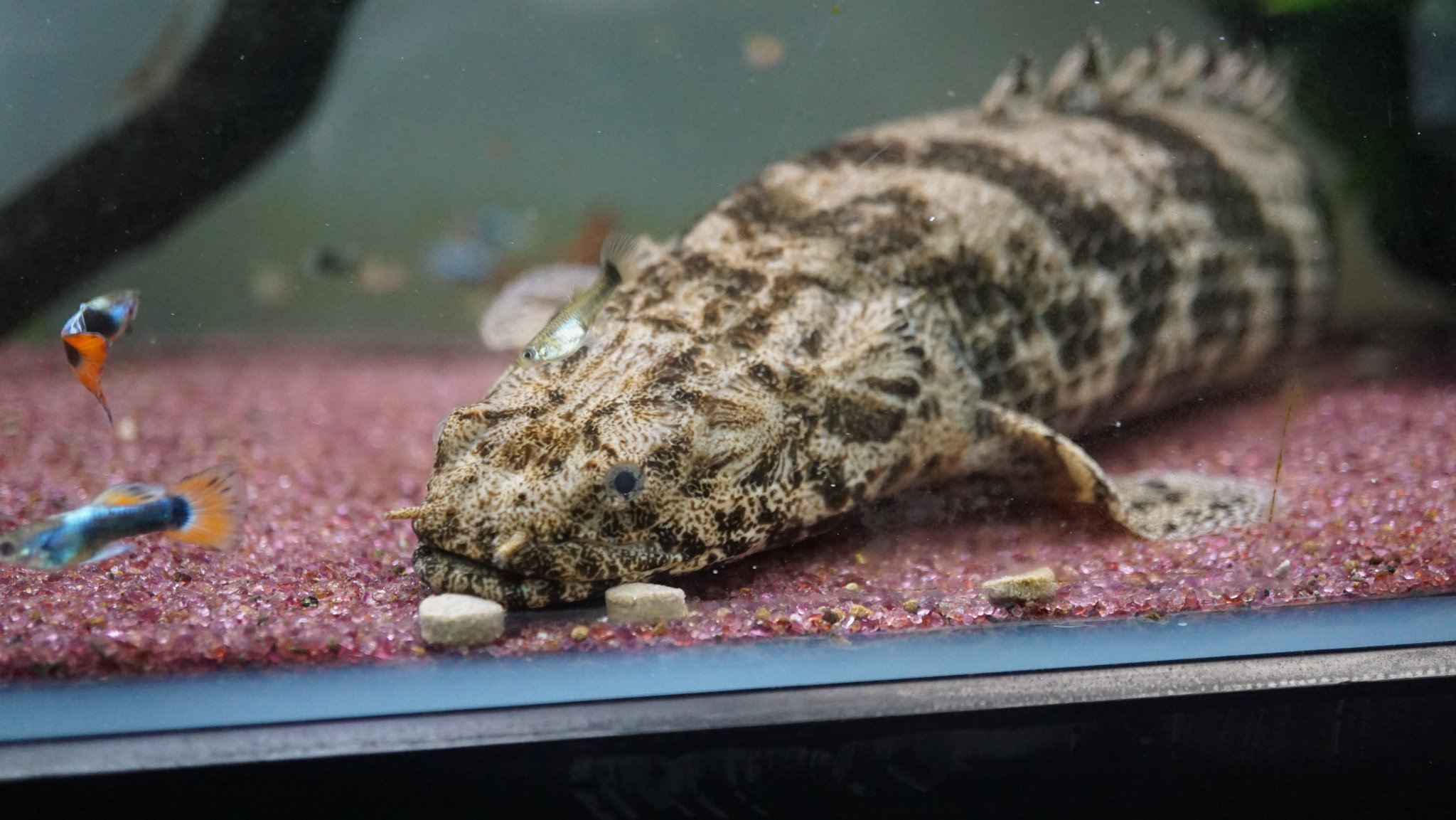 Cohi グッピーにつつかれるエンドウさん でも人工餌を食べる やさしい ポリプテルス エンドリケリー Cohi グッピーにつつかれるエンドウさん でも人工餌を食べる やさしい ポリプテルス エンドリケリー
