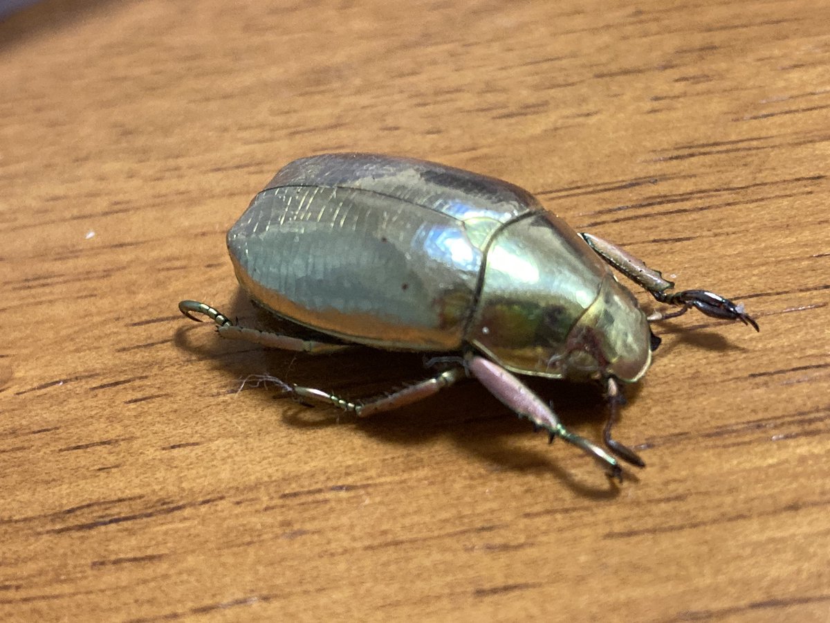 コスタリカ産プラチナコガネ標本1頭
