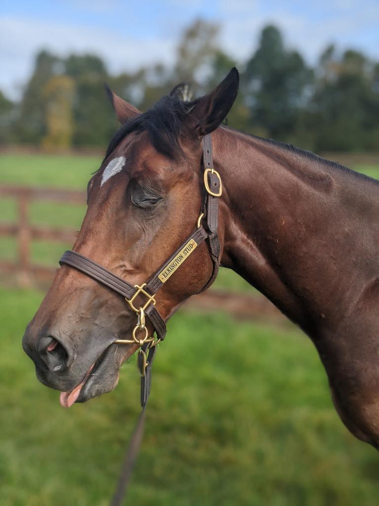 NatalieFolland's tweet photo. This photo sums up our yearling photo shoot today 🤣
#nosunshine
#toomuchwind
#fityearlings
#fussymanager https://t.co/1PWAD7gBwm