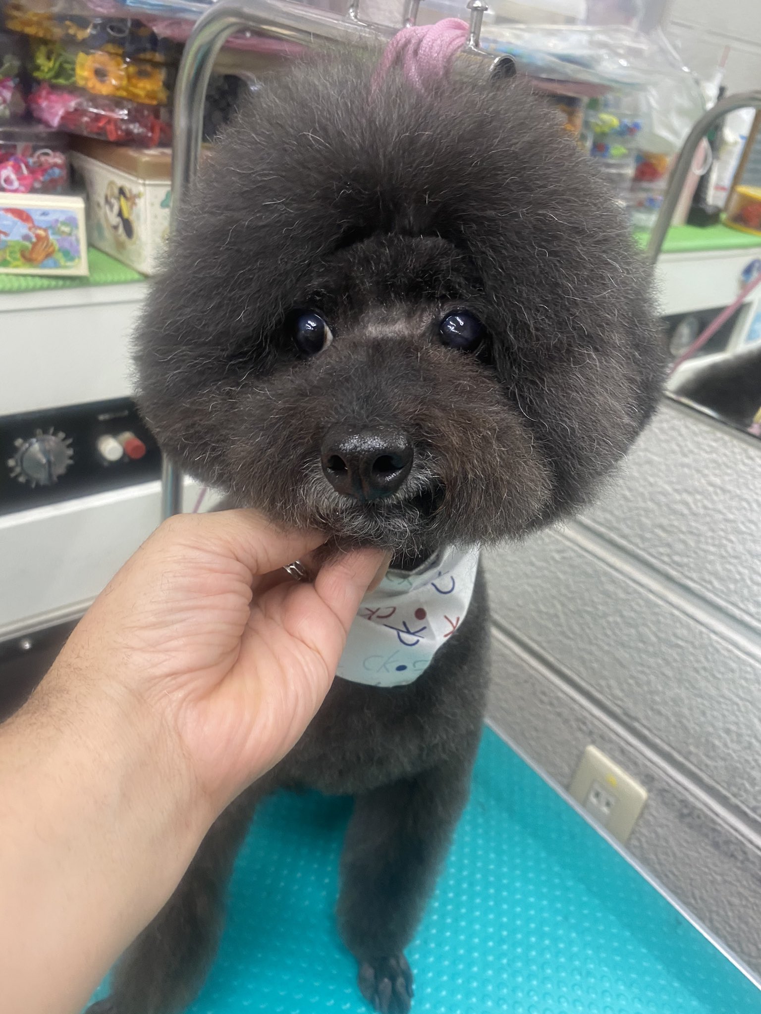 看板犬ジョルぼん メロンパンナちゃん ボンバーで とっても可愛い O ﾟ ﾟ O 京都 プードル トイプードル ボンバー トリミング ドッグスタジオアン T Co Mpey5wmeor Twitter