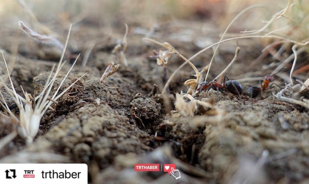Kırklareli, Tekirdağ ve Edirne'deki ormanlık alanlarda zararlı böcekleri yiyerek beslenen kırmızı orman karıncalarının yuvaları tel örgülerle koruma altına alındı. (Fotoğraf: AA / Özgün Tiran)