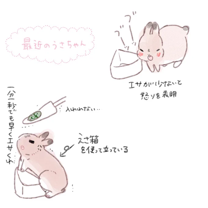 最近の餌をアグレッシブに求めるうさちゃん 