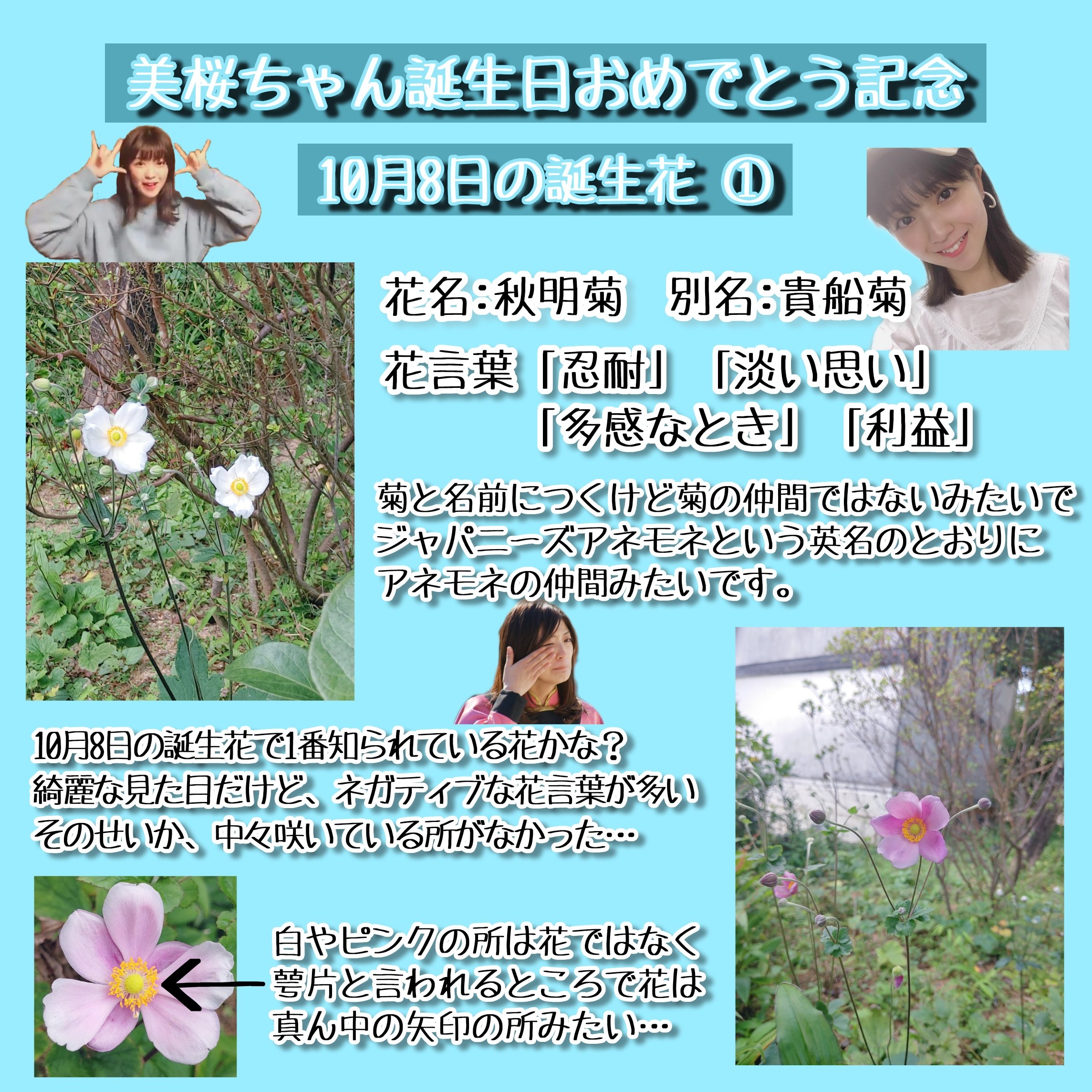 ミク太 工藤美桜誕生祭 誕生日企画の第2弾 美桜ちゃんの誕生日に 10月8日の誕生花 を紹介したいなと思い 実際に花を探しに行って 写真を撮ってきました 今回紹介する10月8日の誕生花は 秋明菊 です これから花シリーズが続きます