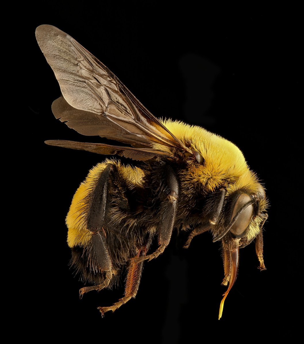 Smithsonian NMNH tweet media