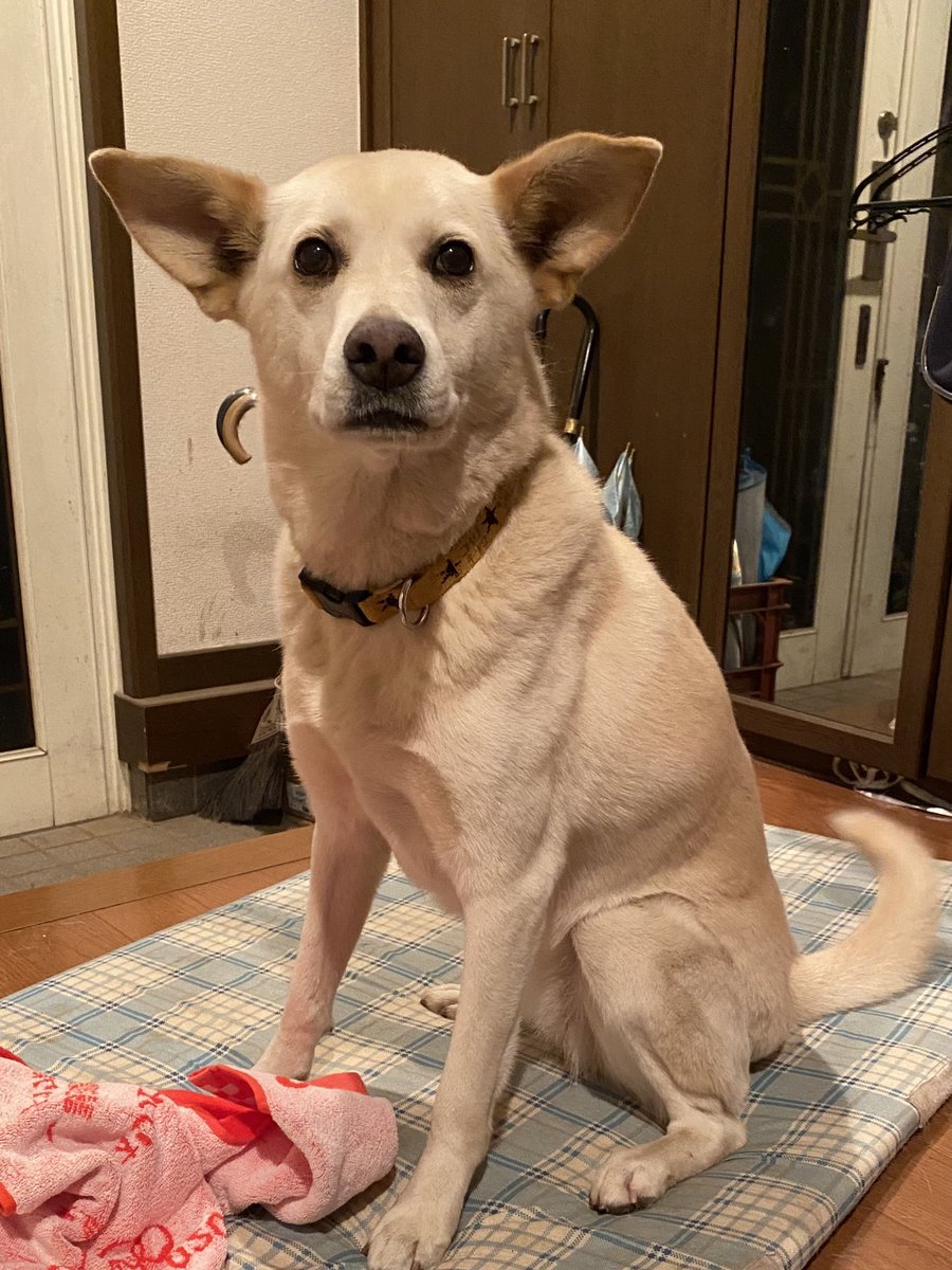 印刷可能 犬 盗み食い バレる 犬 盗み食い バレる Ikiblogejokilu