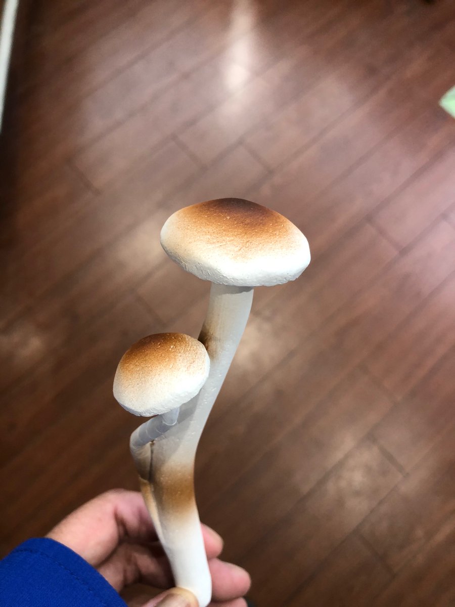 きのこアレルギー