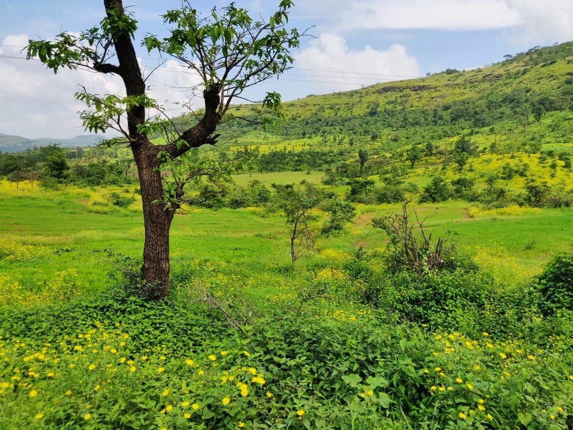 JYOTI4water's tweet photo. #Satmala range of #Sahyadri (W. Ghats) in north Nashik District, MH welcomes October by turning into a beautiful Yellow-Green Meadow.  Breathtaking! 
Thanks to mass flowering of #Sonki (#Senecio bombayensis)
हिरवा शालू-पिवळा शेला 
#worldwildlifeweek @wnashik_forest @minashikkar https://t.co/2AMVZEVeKS