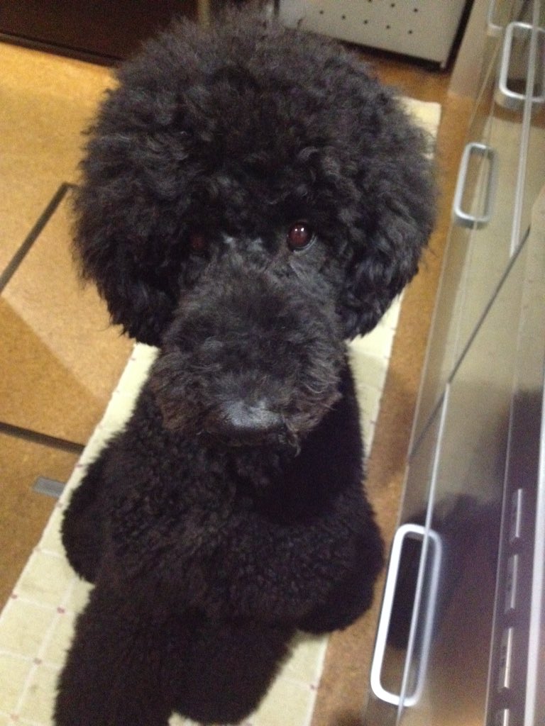 フランソワ王国