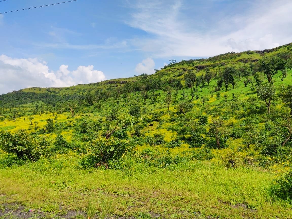 JYOTI4water's tweet photo. #Satmala range of #Sahyadri (W. Ghats) in north Nashik District, MH welcomes October by turning into a beautiful Yellow-Green Meadow.  Breathtaking! 
Thanks to mass flowering of #Sonki (#Senecio bombayensis)
हिरवा शालू-पिवळा शेला 
#worldwildlifeweek @wnashik_forest @minashikkar https://t.co/2AMVZEVeKS