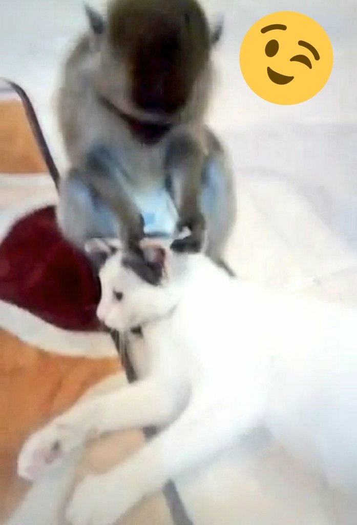 AtulMonkey's tweet photo. the behavior of monkeys bullying cats.  naughty monkey ..
#pets #animals #lovepets #loveanimals #petscare #animalscare 

👉 please click the link below 👇  to watch the full video ..
https://t.co/bEINgT4A5X https://t.co/zTi86k48Pi
