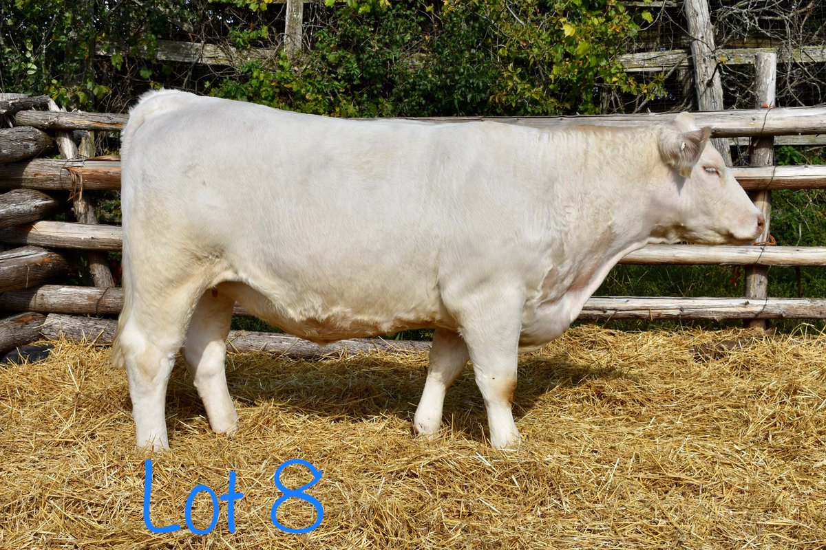 FourthlaneFarms's tweet photo. It’s amazing how much these heifers have changed since picture day #charolais #fallfeature https://t.co/rfYpbw1B1H